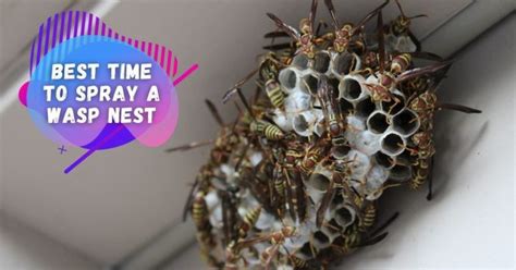 how to get rid of wasp nest in electrical box|when is the best time to spray a wasp nest.